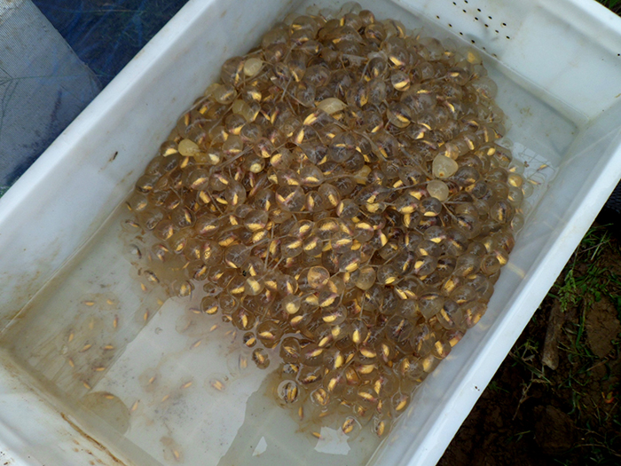 579f176913863.jpg SAM_0042.jpg